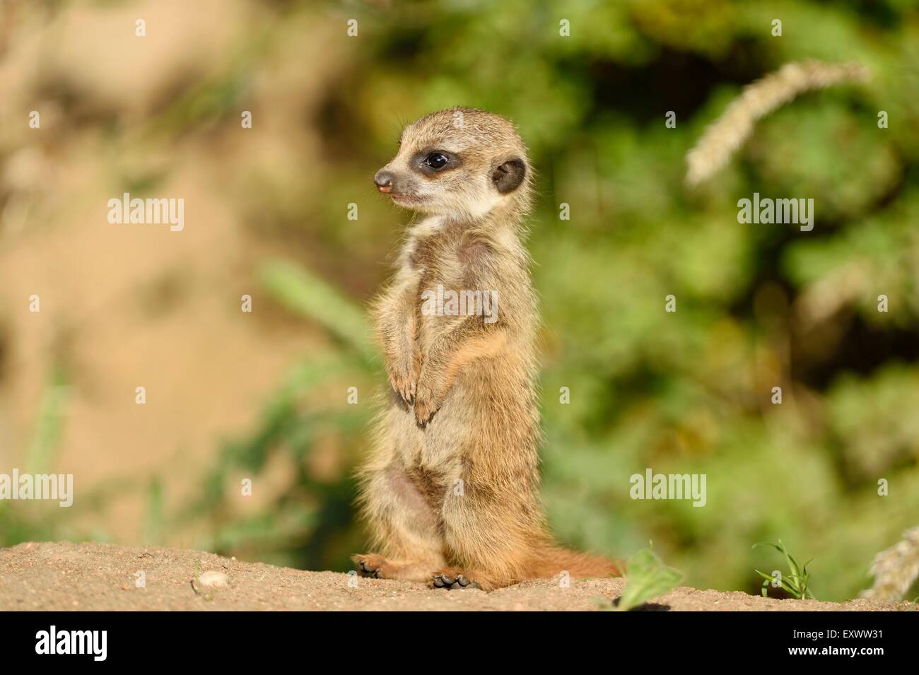 Erdmännchen-youngster Stockfoto