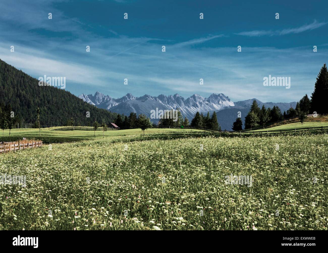 Wiese und Kalkkögel, Stubaier Alpen, Tirol, Österreich, Europa Stockfoto