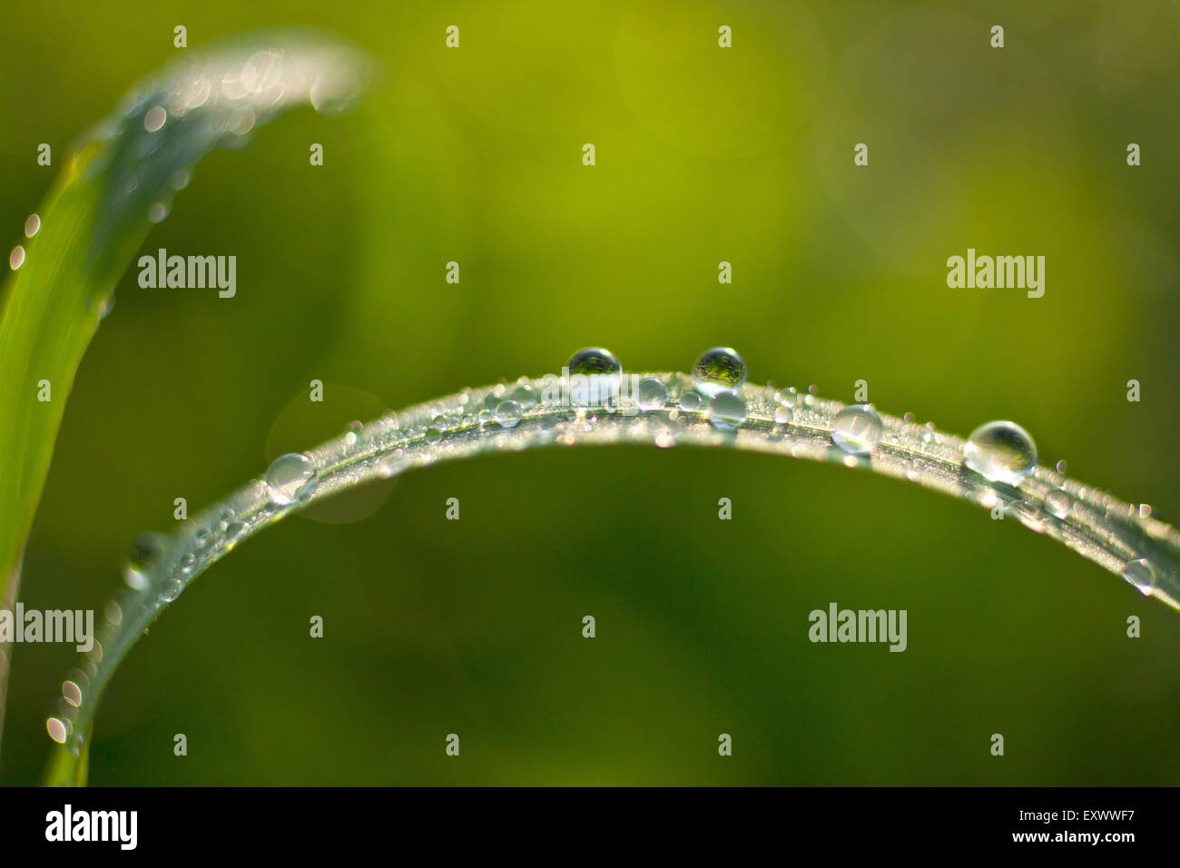 Grashalm mit Tau fällt Stockfoto