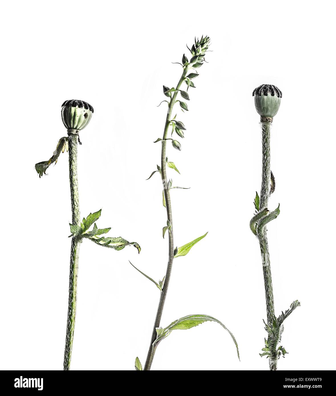 Mohn und Fingerhut Stockfoto