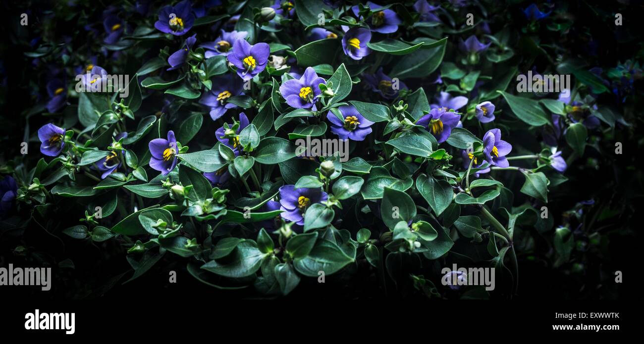 Persische violett Stockfoto