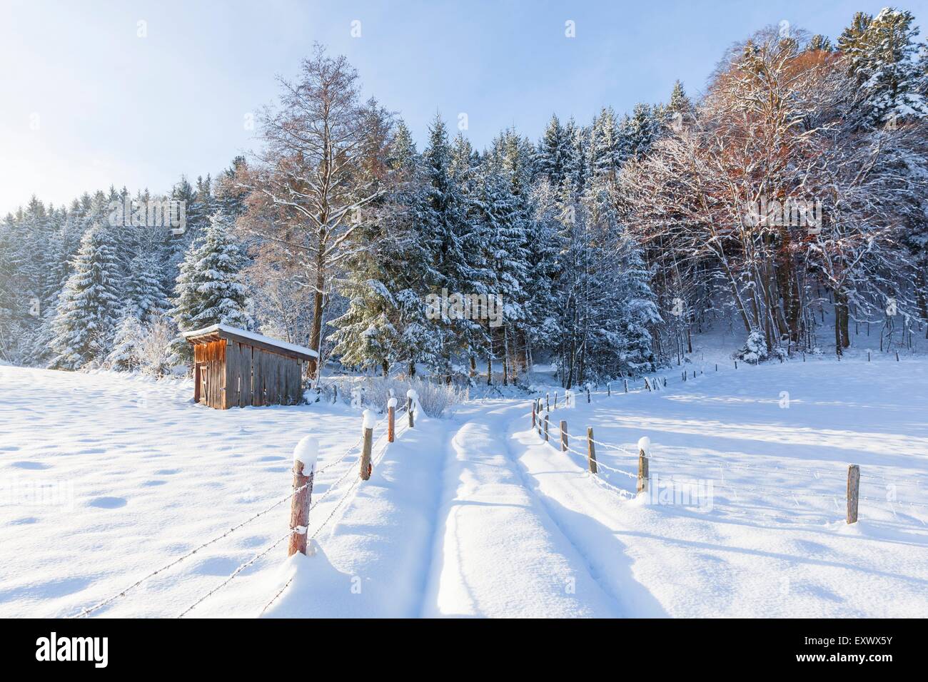 Feld Weg und Bäume im Schnee, Muethel, Berchtesgadener Land, Bayern, Deutschland, Europa Stockfoto