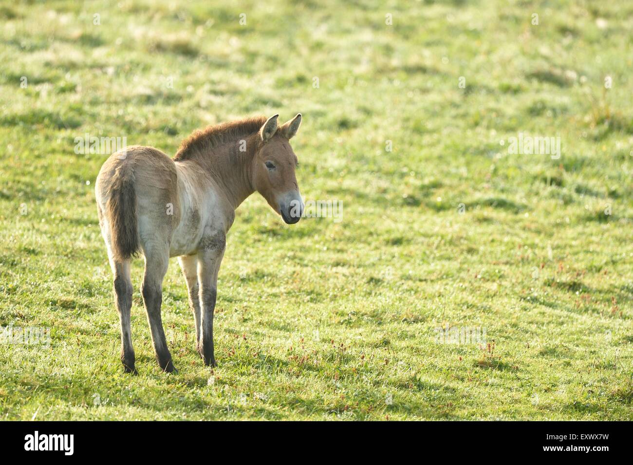 Pferd Przewalskis, Equus Ferus Przewalskii, Bayerischer Wald, Bayern, Deutschland, Europa Stockfoto
