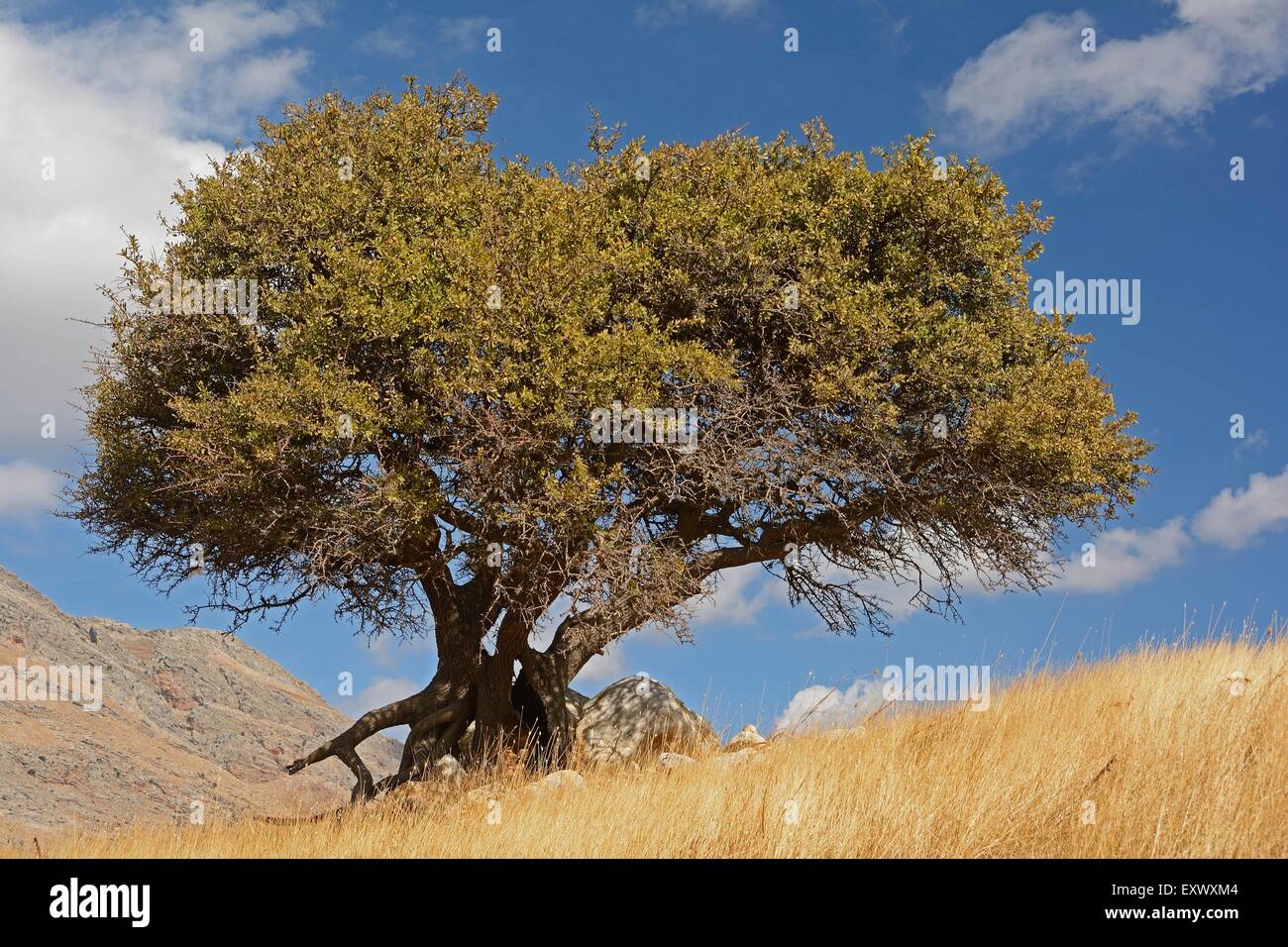 Landschaft mit alten Baum, Kreta, Griechenland Stockfoto