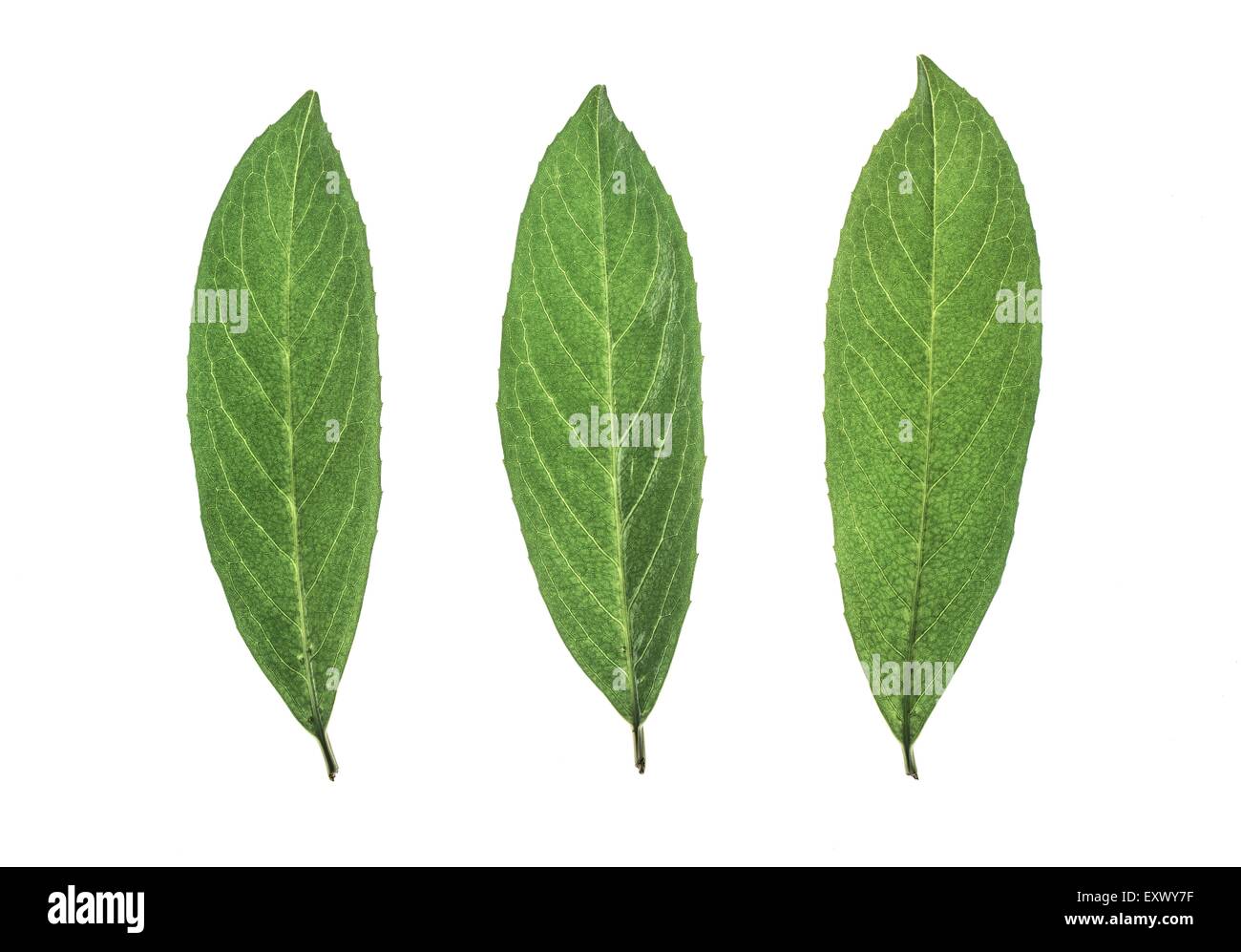 Drei Blätter des Kirschlorbeer Stockfoto