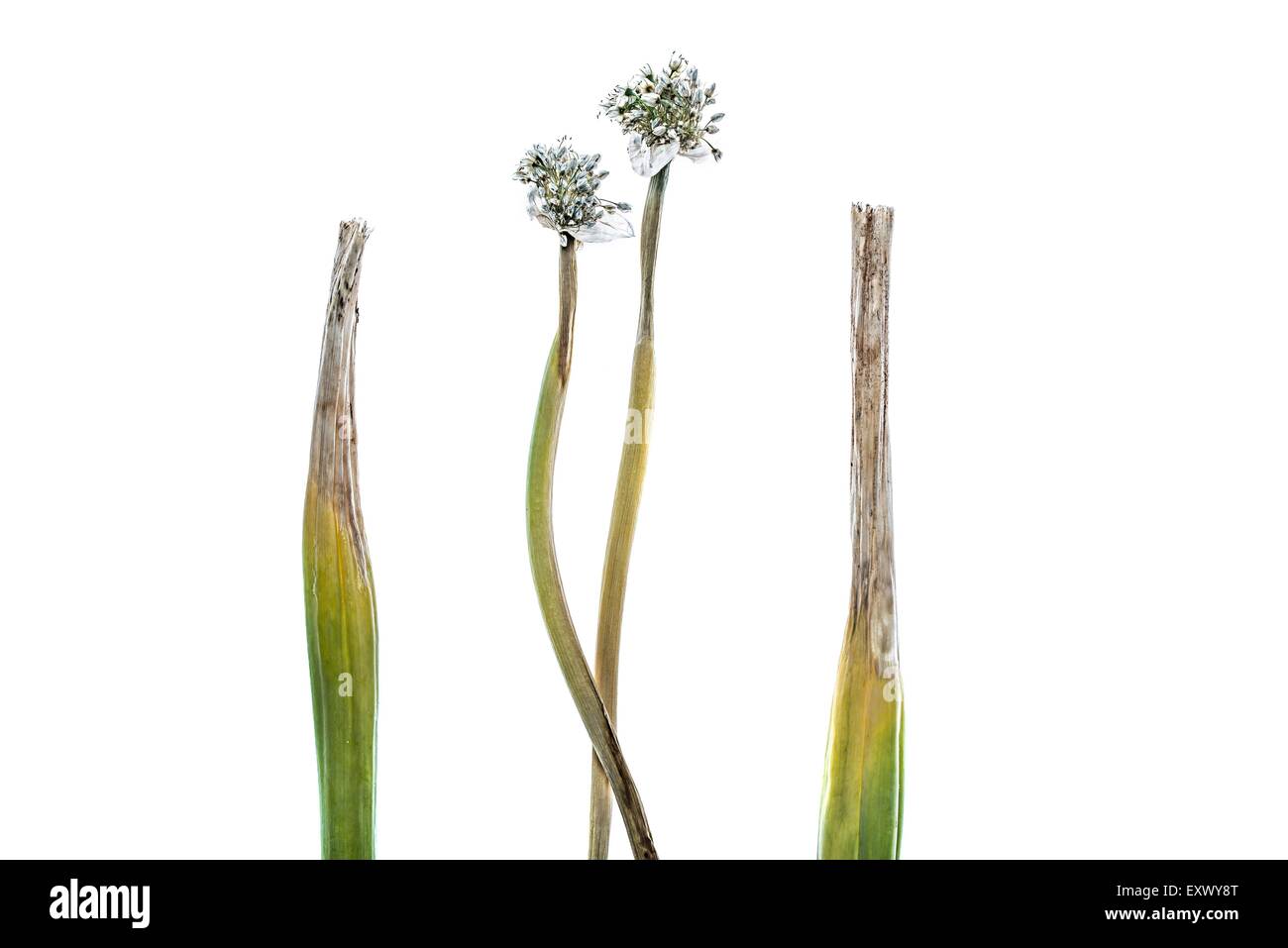 Verdorrte Zwiebelpflanze Stockfoto