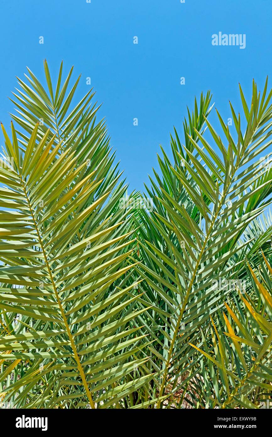 Palmblätter, Abu Dhabi, Vereinigte Arabische Emirate Stockfoto