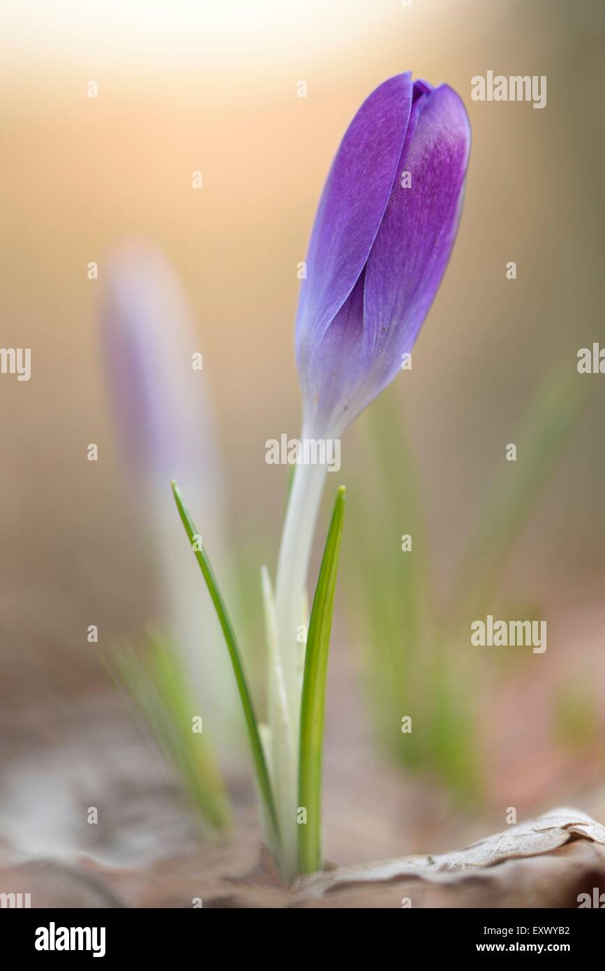 Frühlings-Krokus, Crocus Vernus, Oberpfalz, Bayern, Deutschland, Europa Stockfoto
