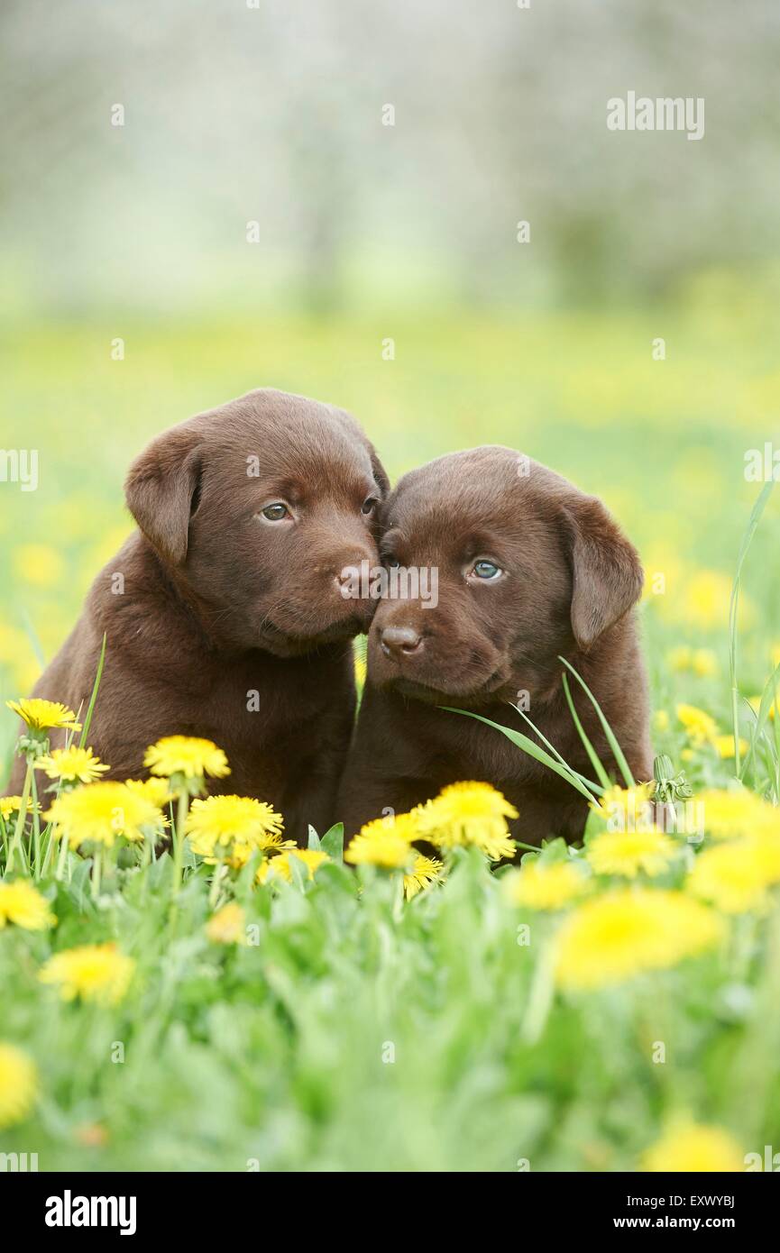 Labrador Welpen, Oberpfalz, Bayern, Deutschland, Europa Stockfoto