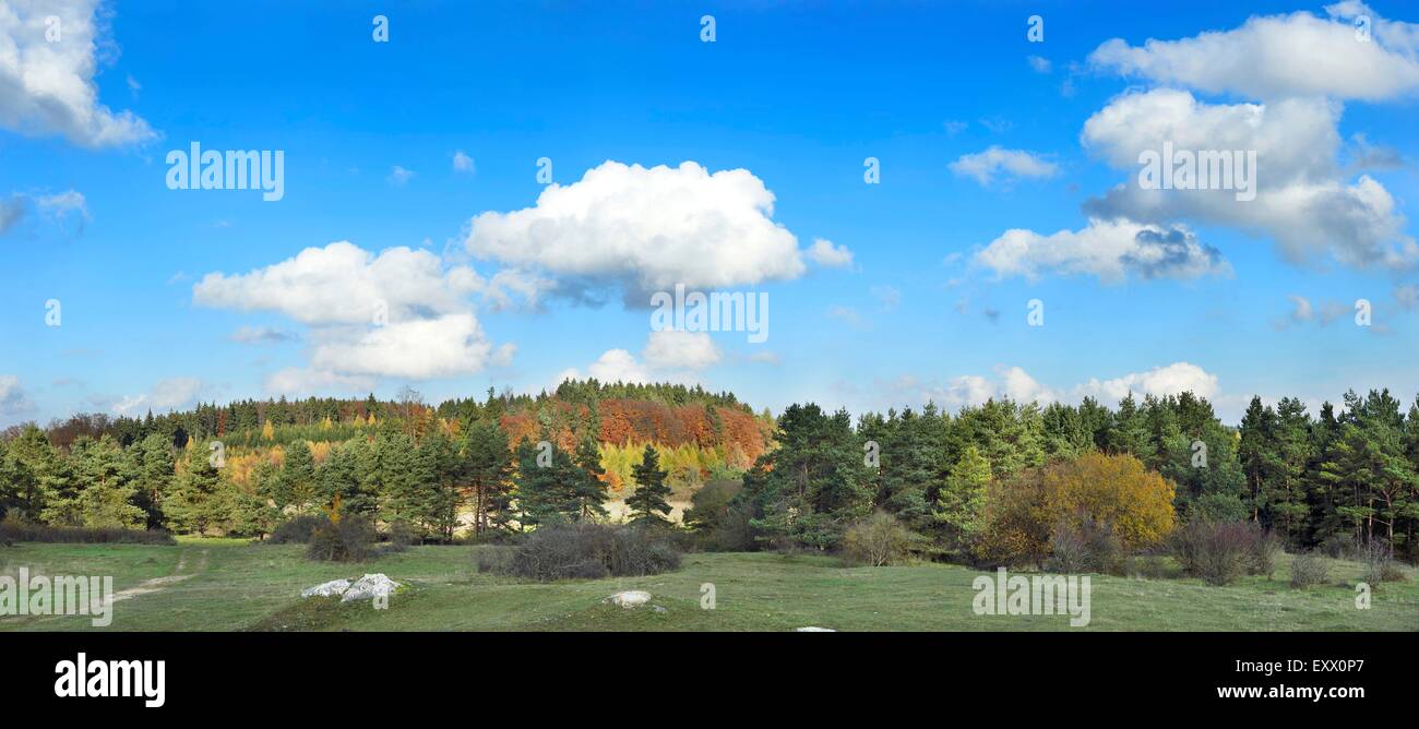 Wald an einem sonnigen Tag im Herbst, Oberpfalz, Bayern, Deutschland Stockfoto