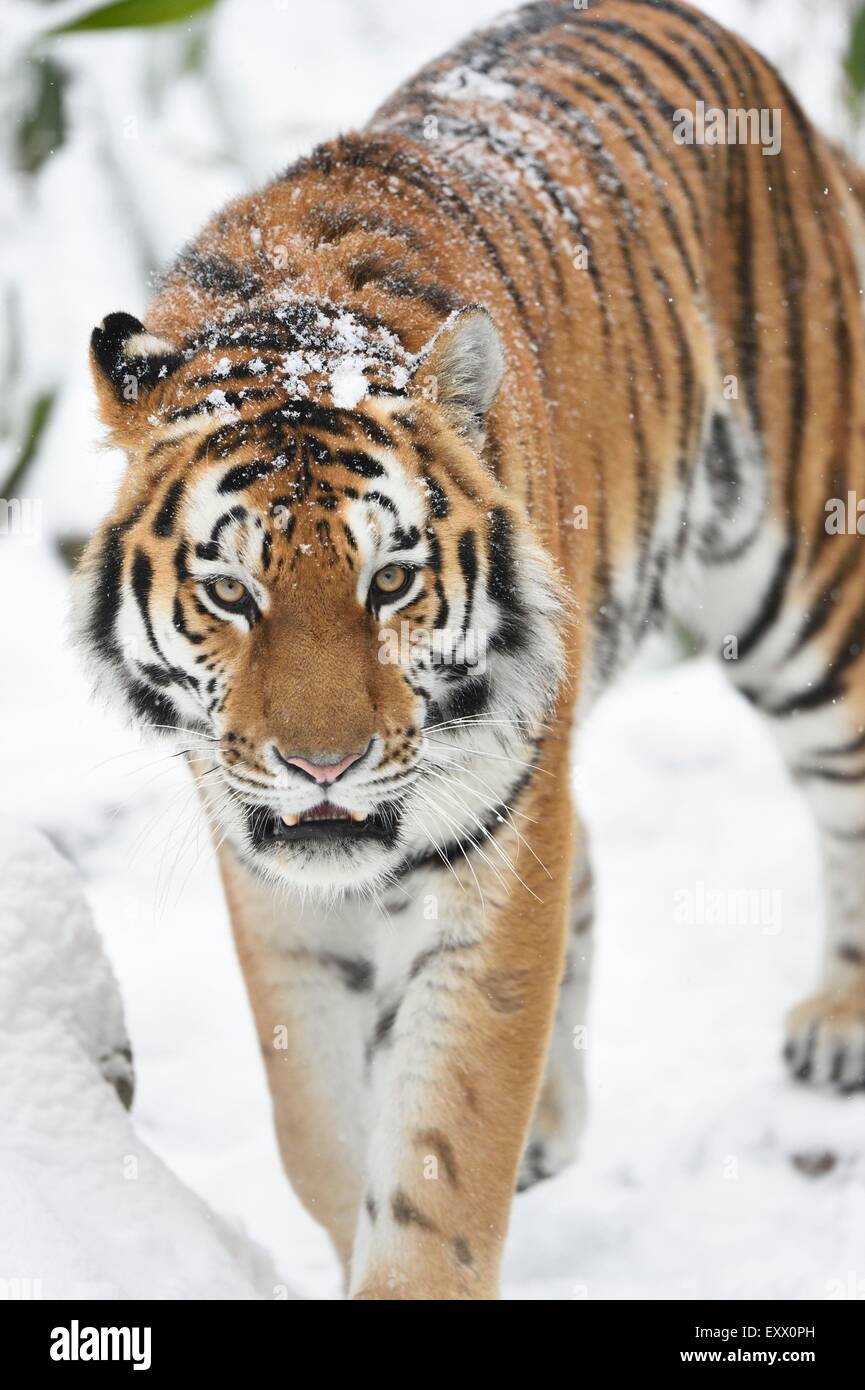 Sibirischer Tiger im winter Stockfoto