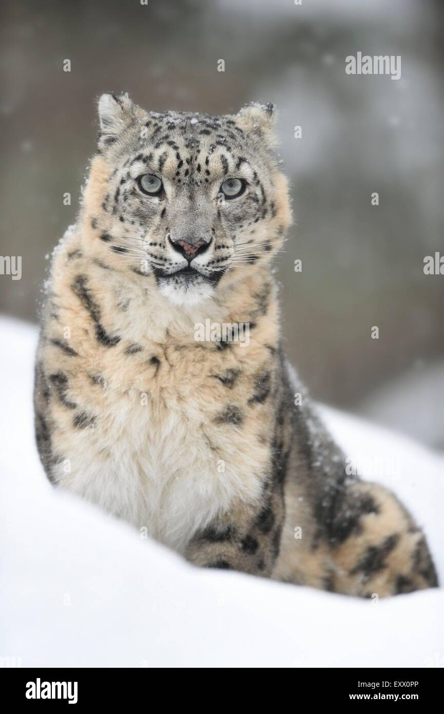 Snow Leopard im winter Stockfoto