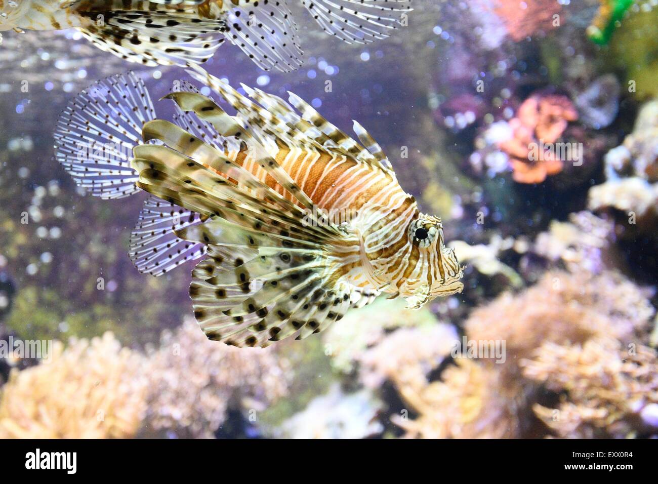 Rote Feuerfische in einem aquarium Stockfoto