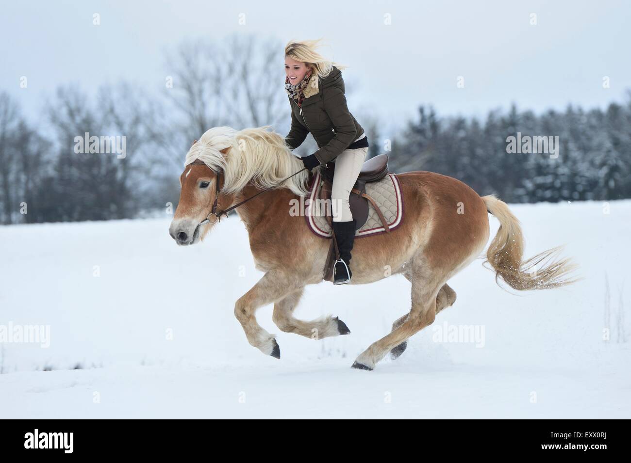 Junge Frau Haflinger Reiten im Schnee Stockfoto