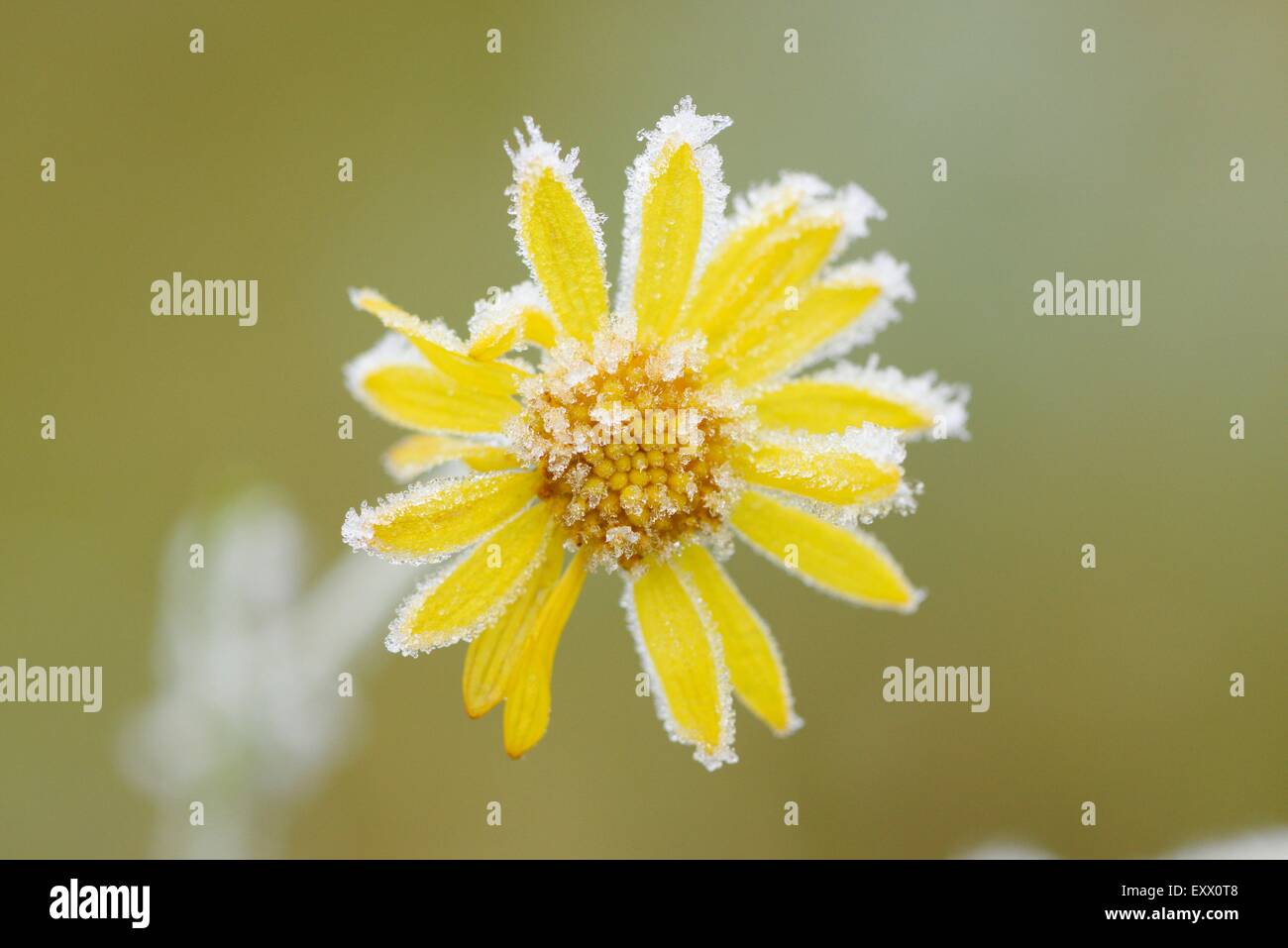 Nahaufnahme des gemeinsamen Kreuzkraut im winter Stockfoto