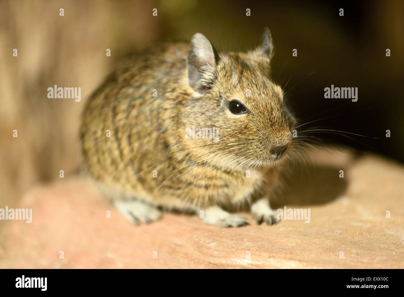 Degu, Nahaufnahme Stockfoto