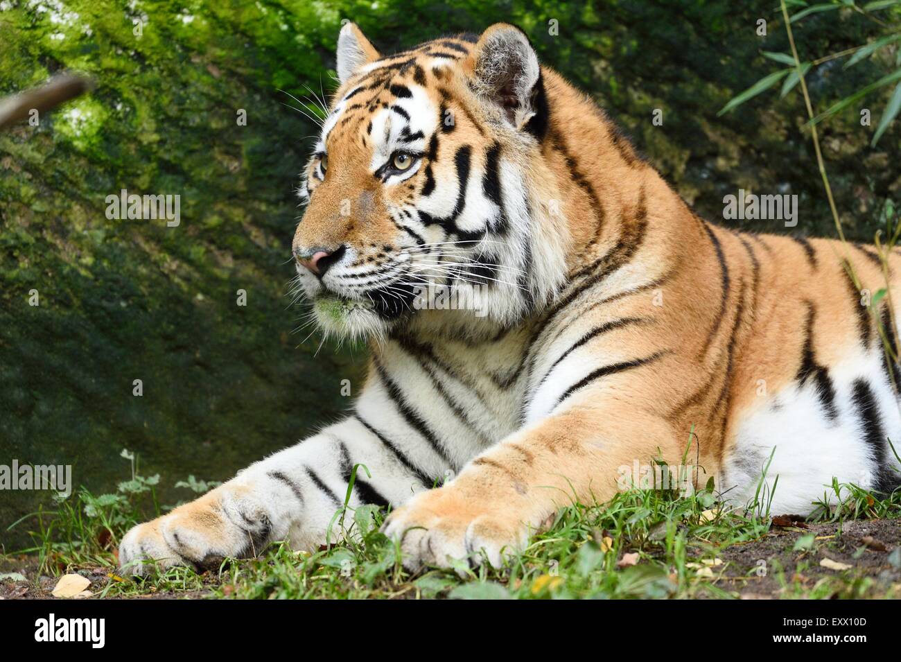 Sibirischer Tiger liegend Stockfoto