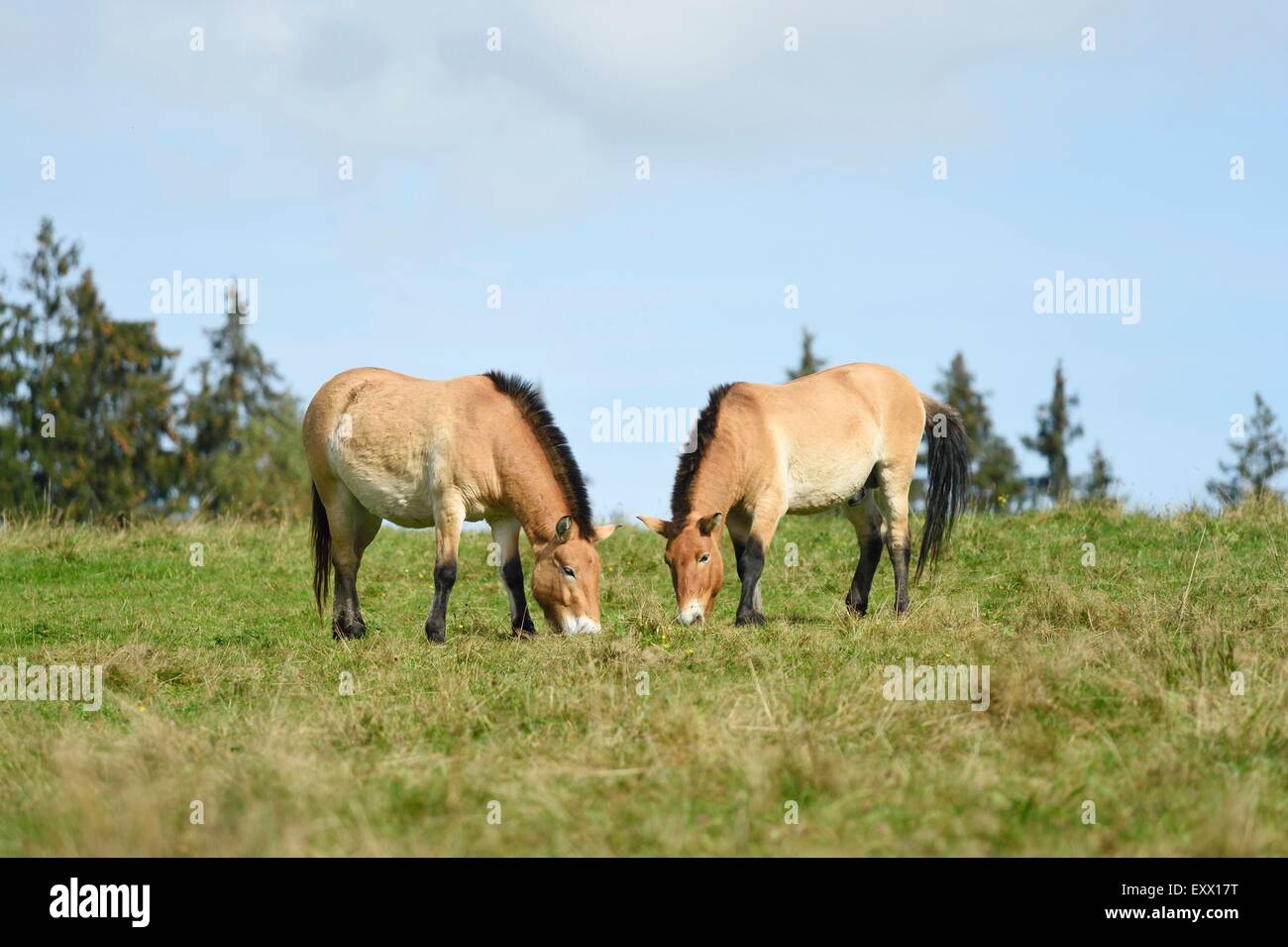 Zwei Przewalski Pferd auf einer Wiese Stockfoto