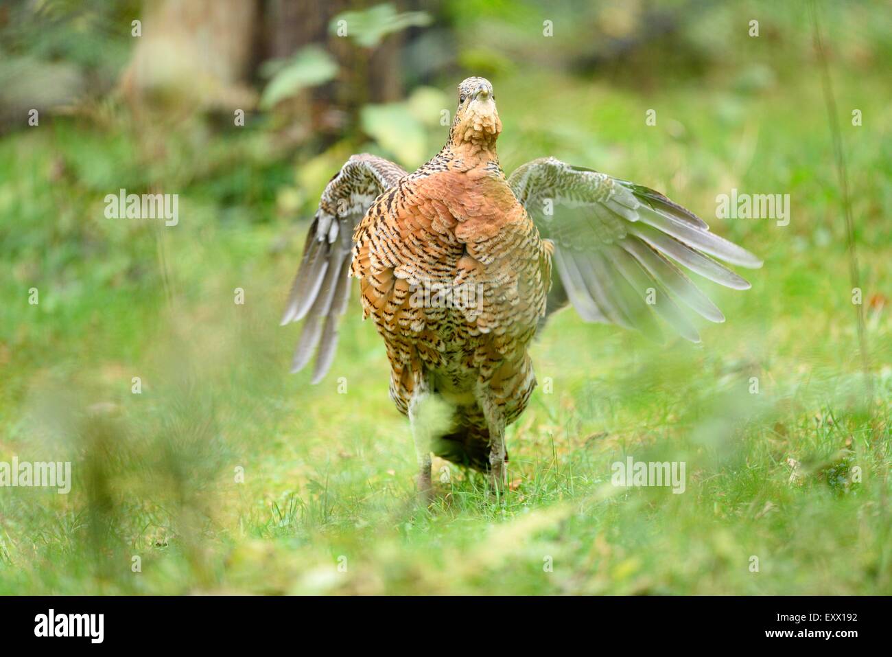 Weibliche Auerhühner auf einer Wiese Stockfoto