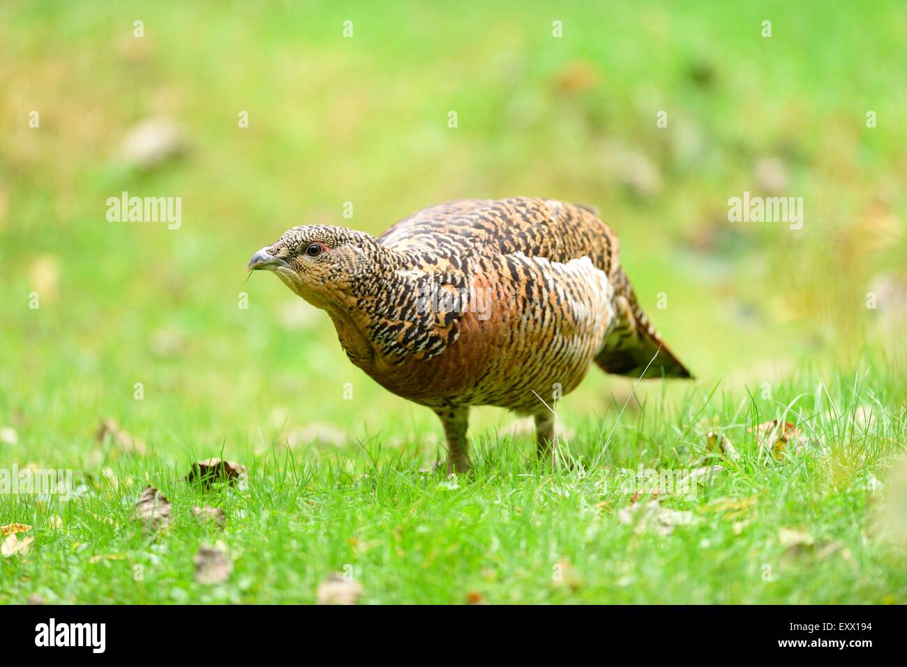 Weibliche Auerhühner auf einer Wiese Stockfoto