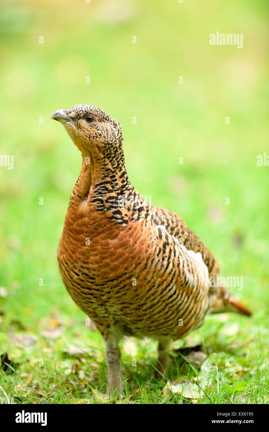 Weibliche Auerhühner auf einer Wiese Stockfoto