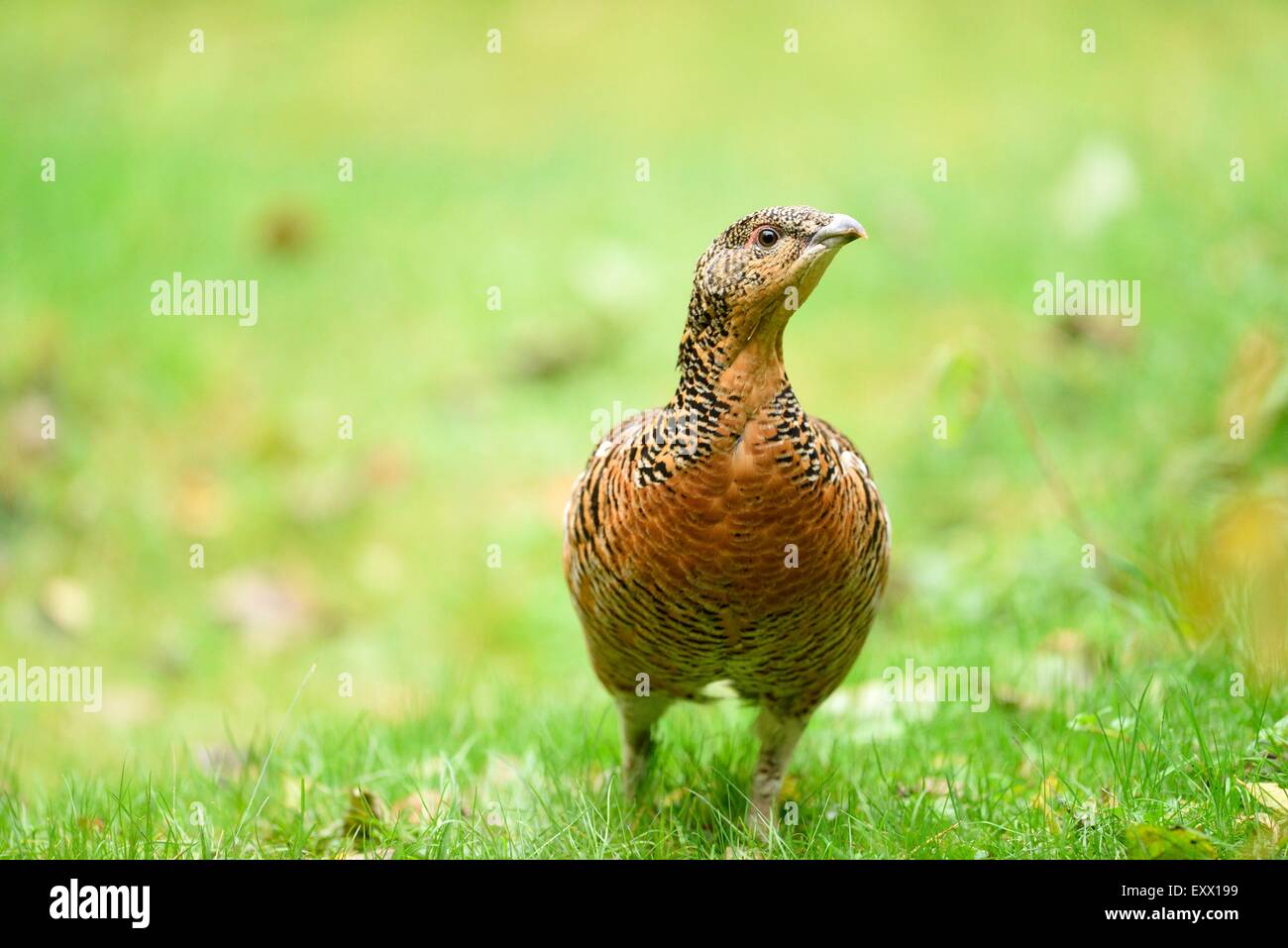 Weibliche Auerhühner auf einer Wiese Stockfoto