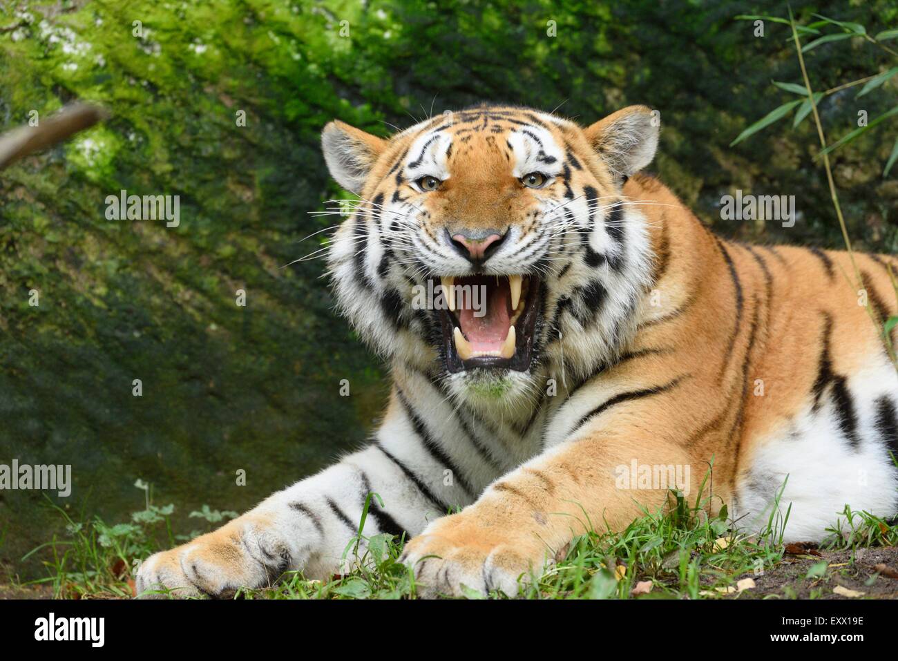 Sibirischer Tiger brüllen Stockfoto
