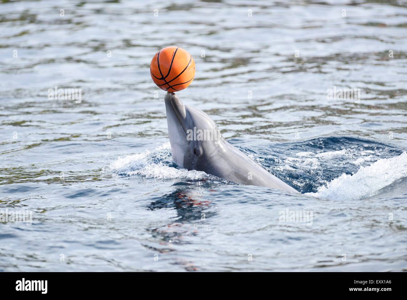 Große Tümmler mit einem Korb ball, Tursiops Truncatus, Bayern, Deutschland, Europa Stockfoto