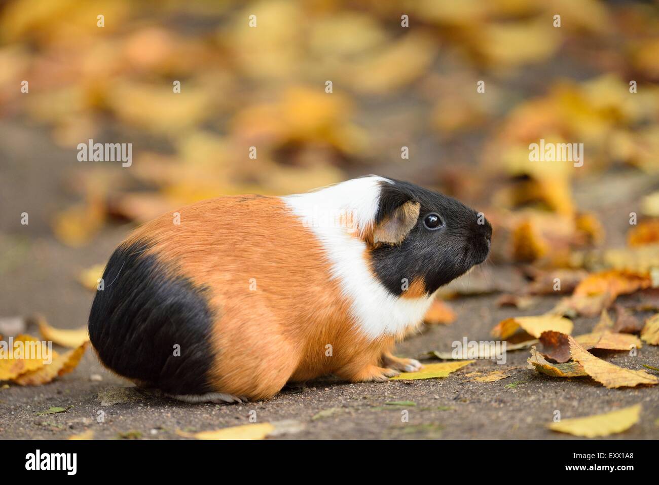 Meerschweinchen, Cavia Porcellus, Bayern, Deutschland, Europa Stockfoto