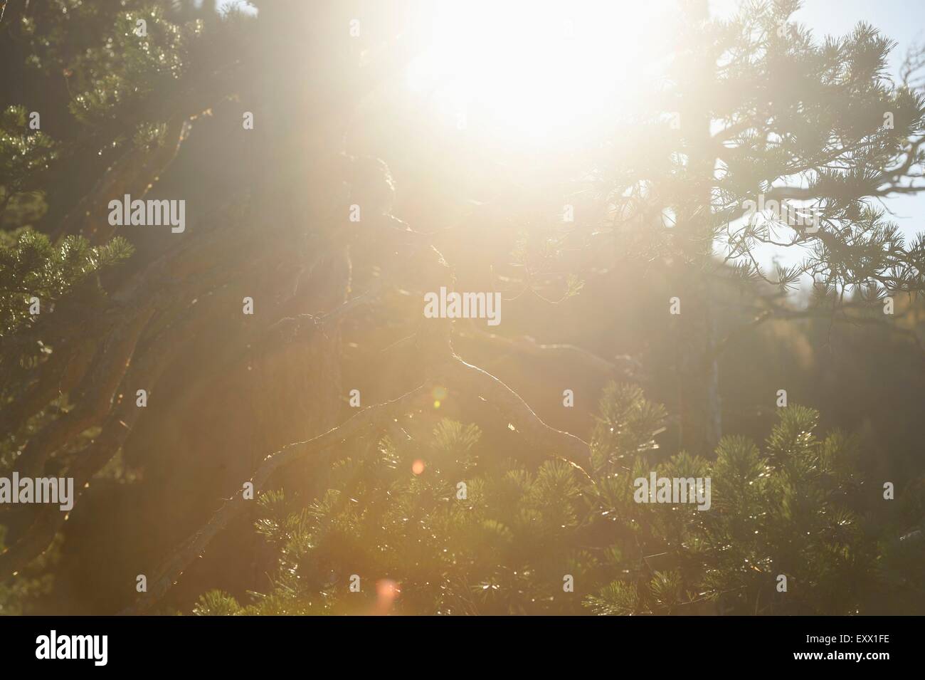 Kiefer, Pinus Sylvestris L., Österreich, Europa Stockfoto