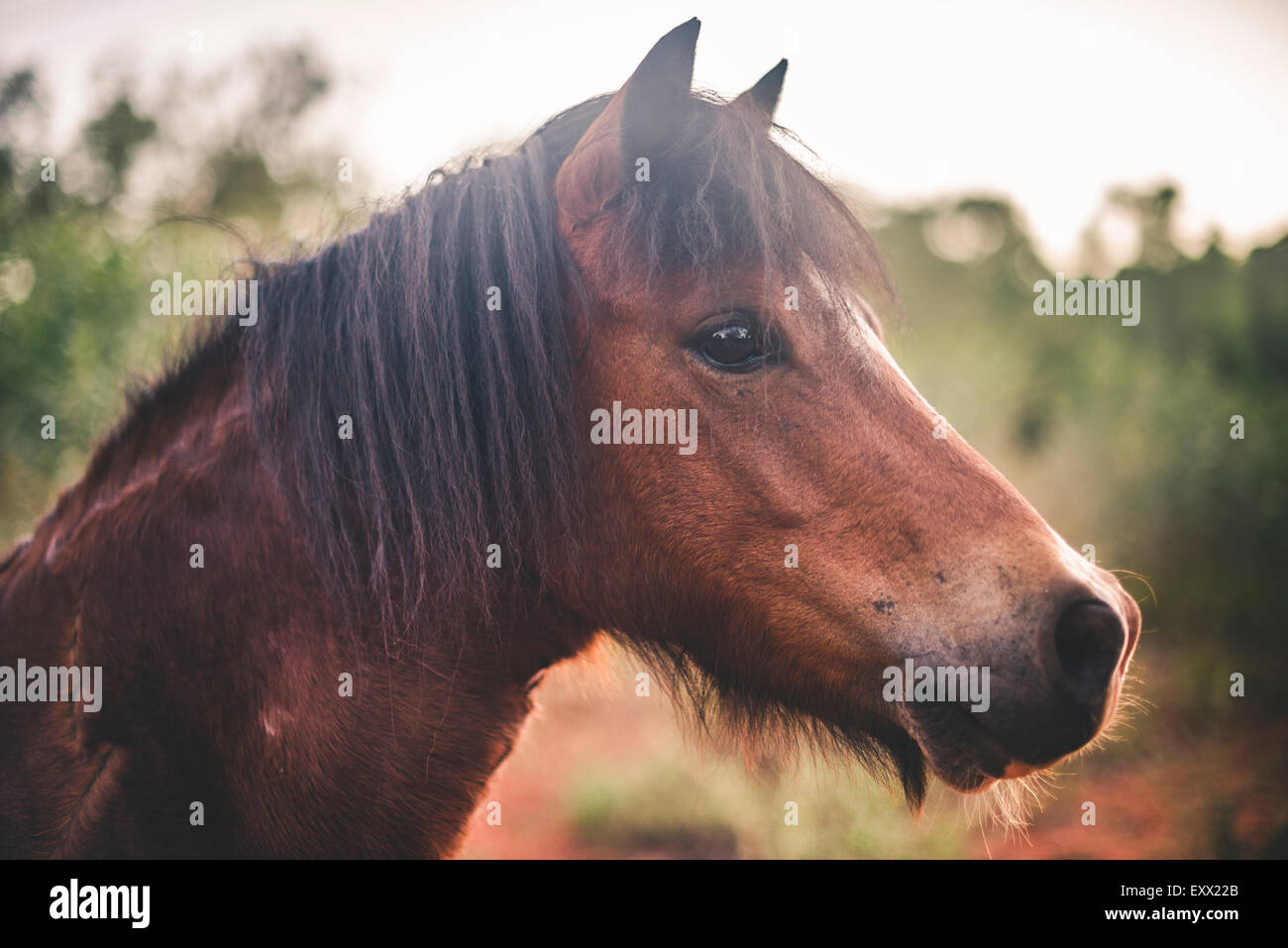 Braune Pferd mit Sonnenlicht hinter, Nahaufnahme Stockfoto