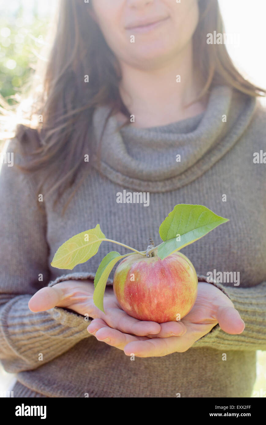 Weibliche Hand hält frisch gepflückt Apfel Stockfoto