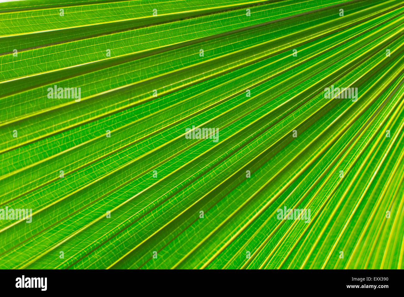 Extreme Nahaufnahme von Palmblatt Stockfoto