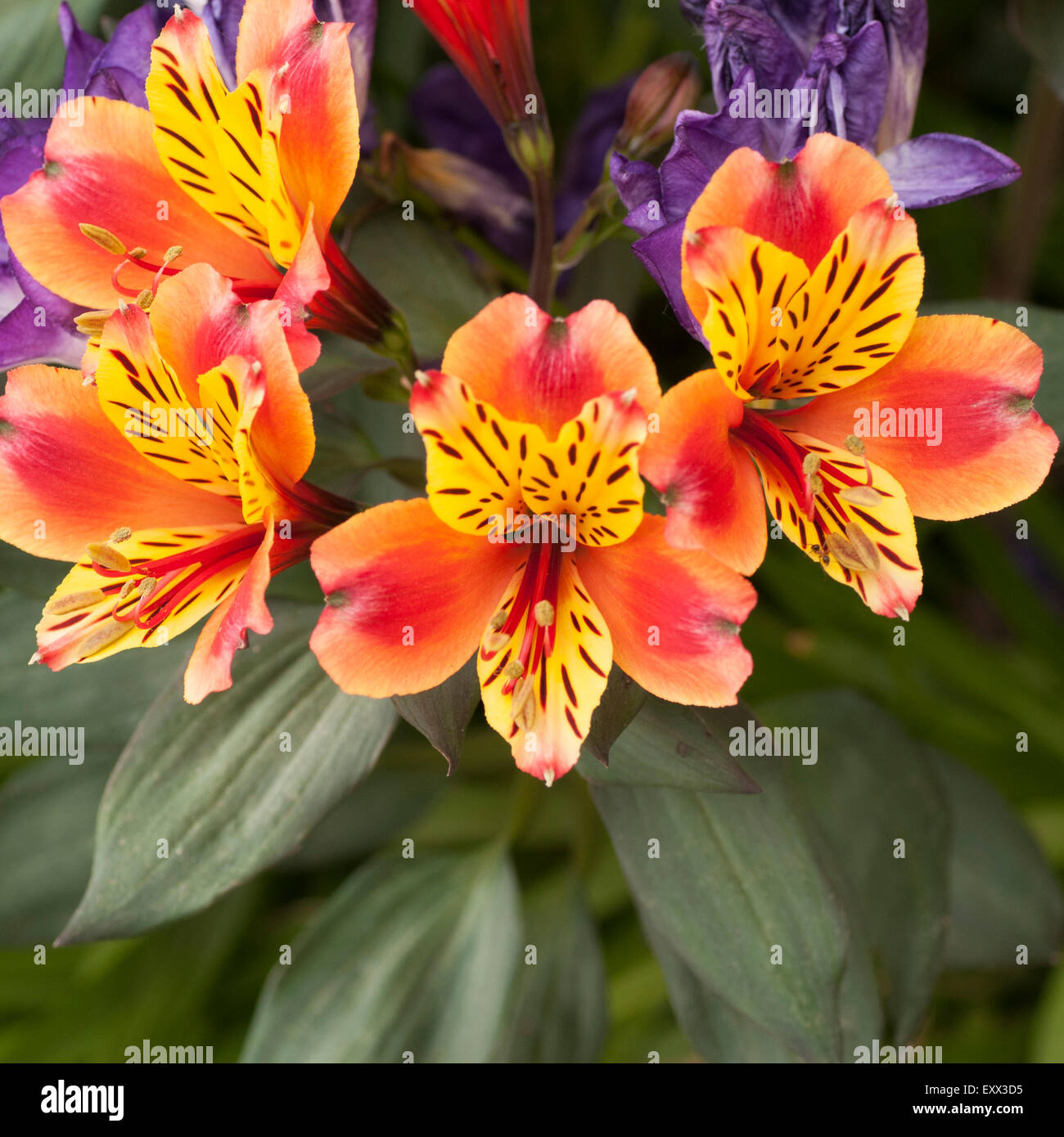 orange Blüten mit gelben Blütenblättern Stockfoto