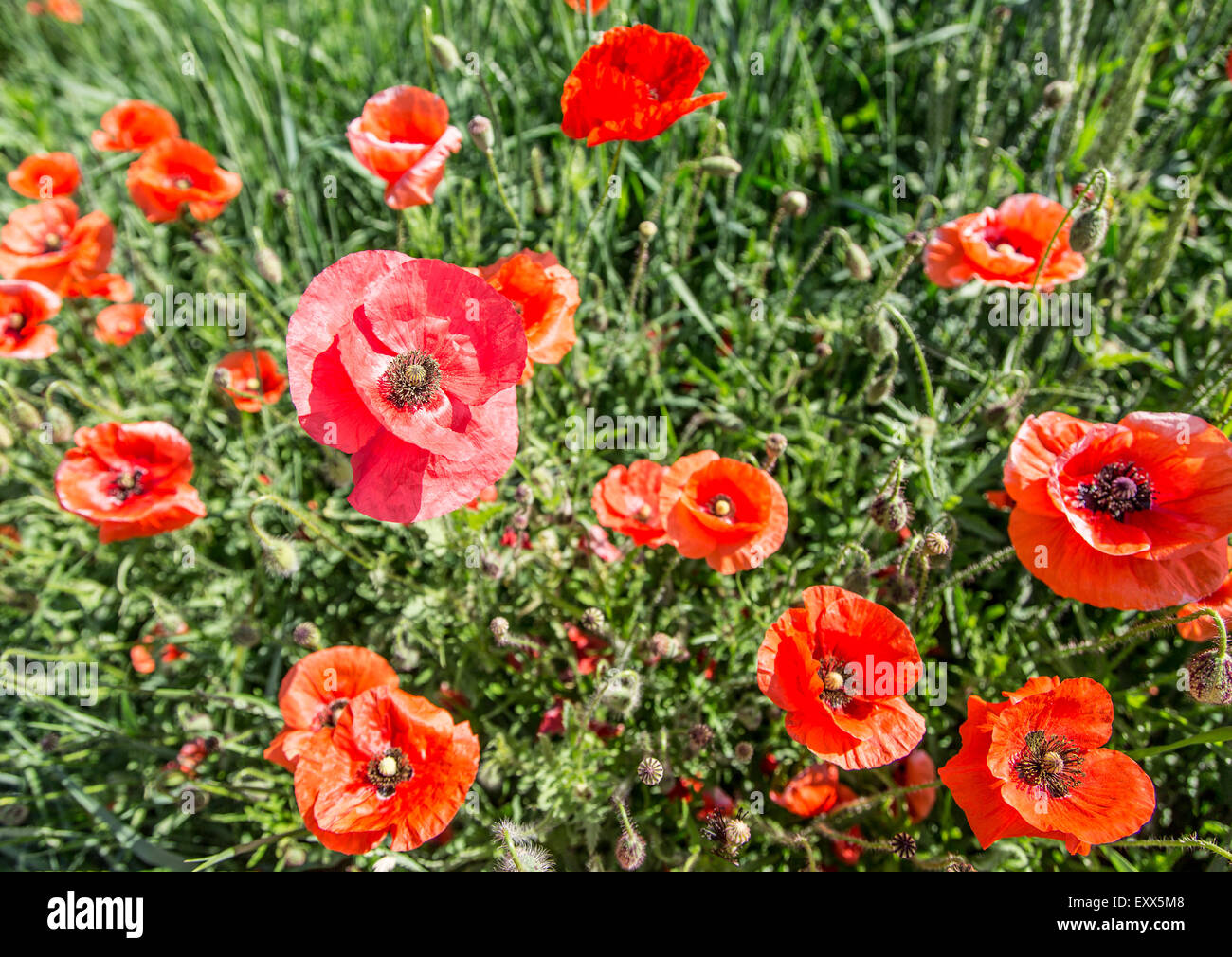 Bereich der zierlichen roten Mohnblumen. Natur-Hintergrund. Stockfoto