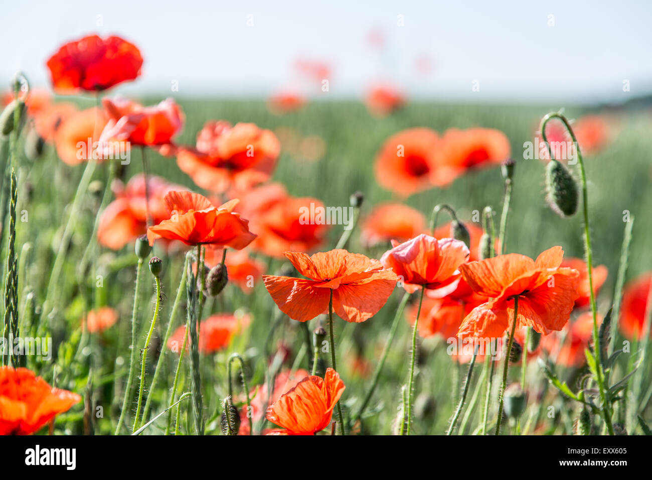 Bereich der zierlichen roten Mohnblumen. Natur-Hintergrund. Stockfoto