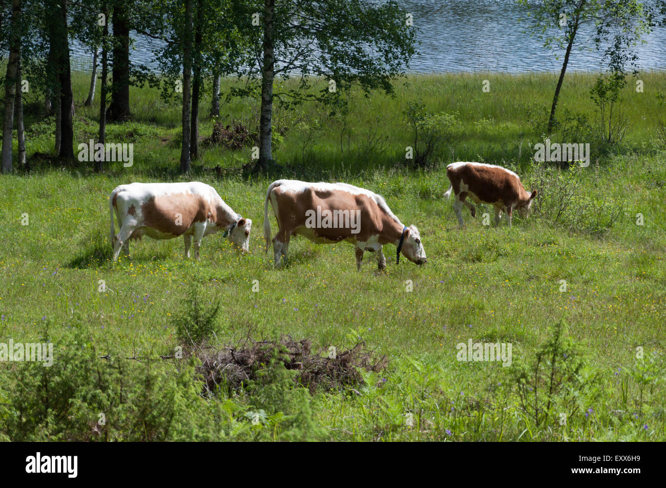 3 Kyyttö Kühe sind seltene gebürtig züchten Finnisch Kuh Stockfoto
