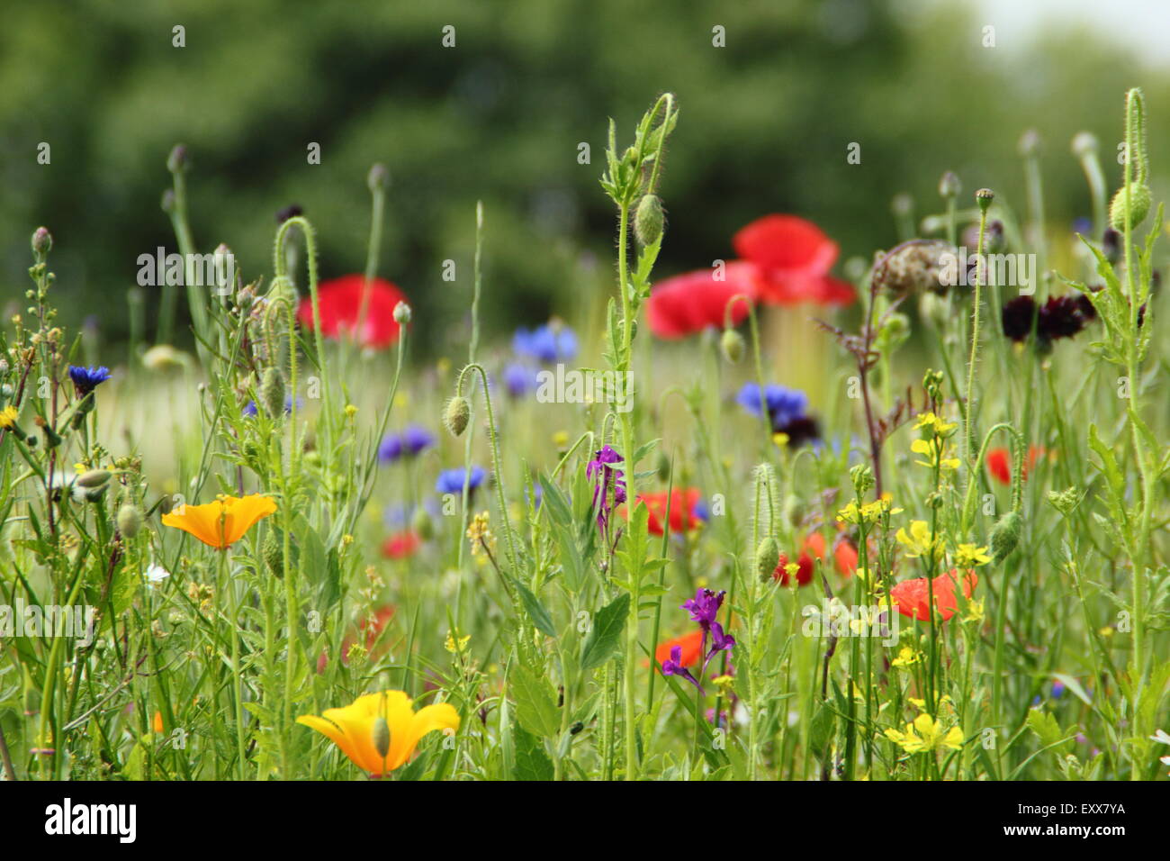 Schöne Wildblumenwiese in voller Blüte im Manor Lodge in der Stadt von Sheffield, South Yorkshire England UK Stockfoto