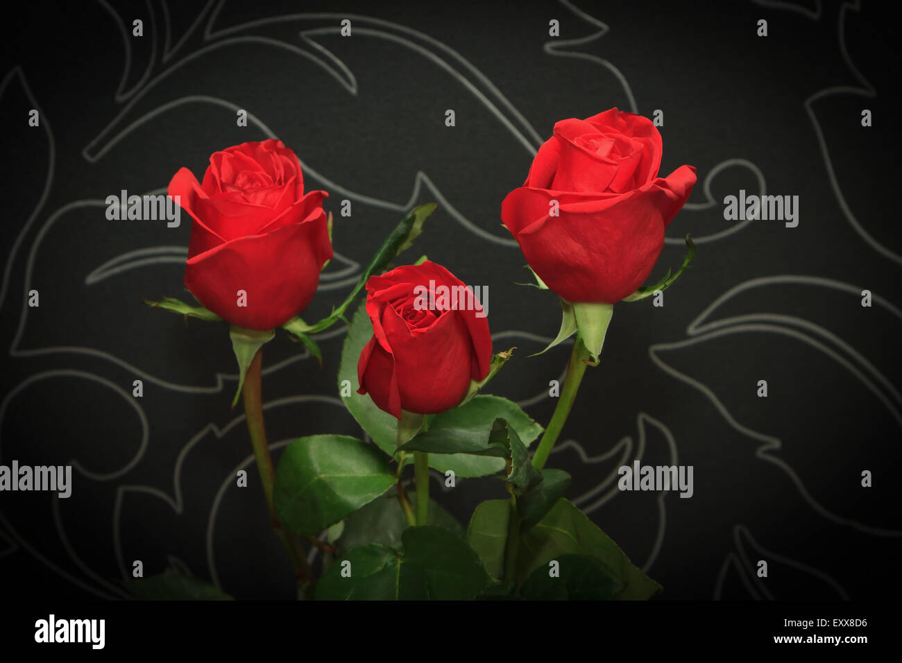 Drei rote Rosen auf schwarzen Hintergrund Stockfoto