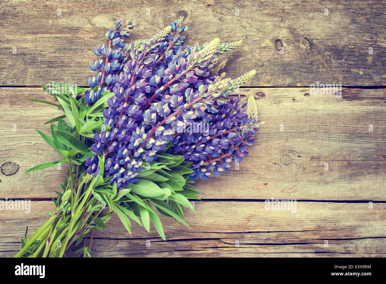 Blumenstrauß blaue lupine auf hölzernen Hintergrund. Retro-Stil Foto. Stockfoto