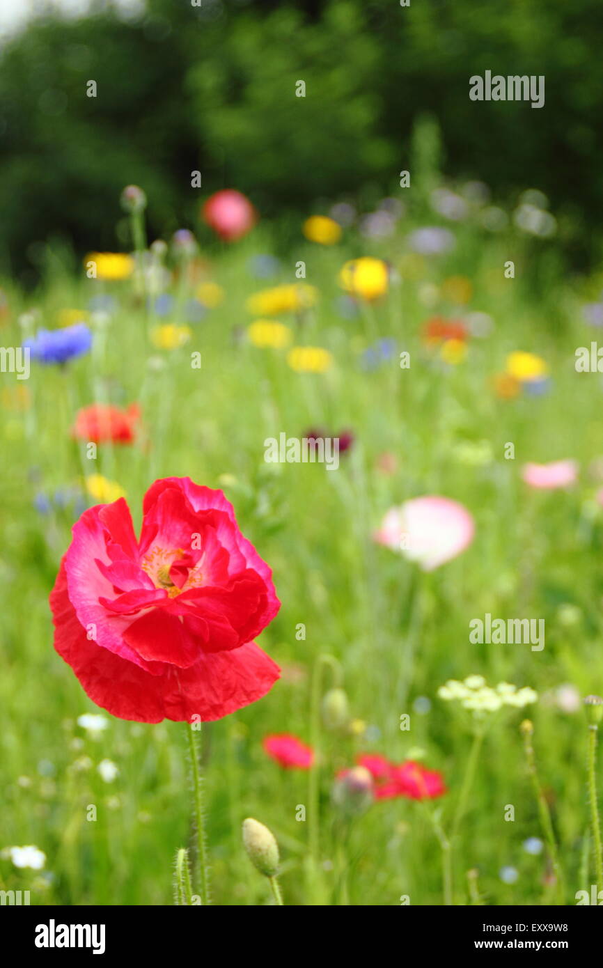 Wildblumen wachsen in den Gärten in Sheffield Manor Lodge; die Heimat der impressionistischen Blume Regelungen für urbane Landschaften-England Stockfoto