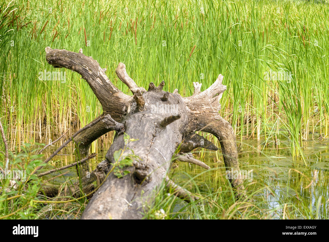 Ein entwurzelter Baum Detail im Fluss mit Typha Latifolia Schilf im Hintergrund Stockfoto