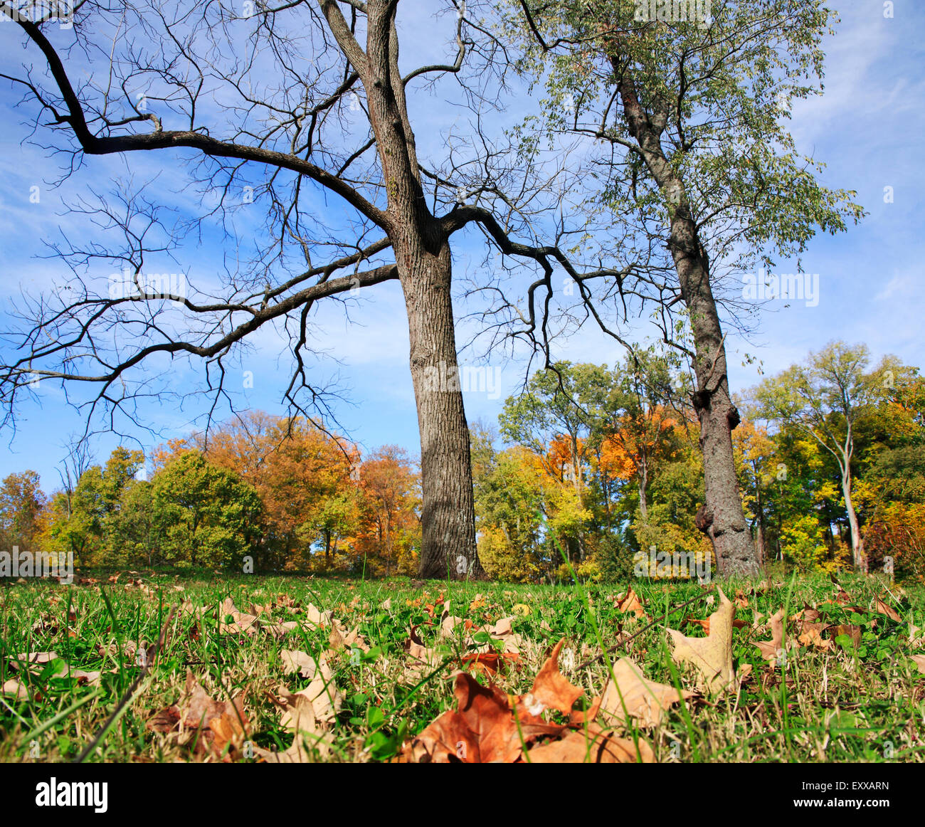 Bäume und Laub im Herbst, Sharon Woods, südwestlichen Ohio, USA Stockfoto
