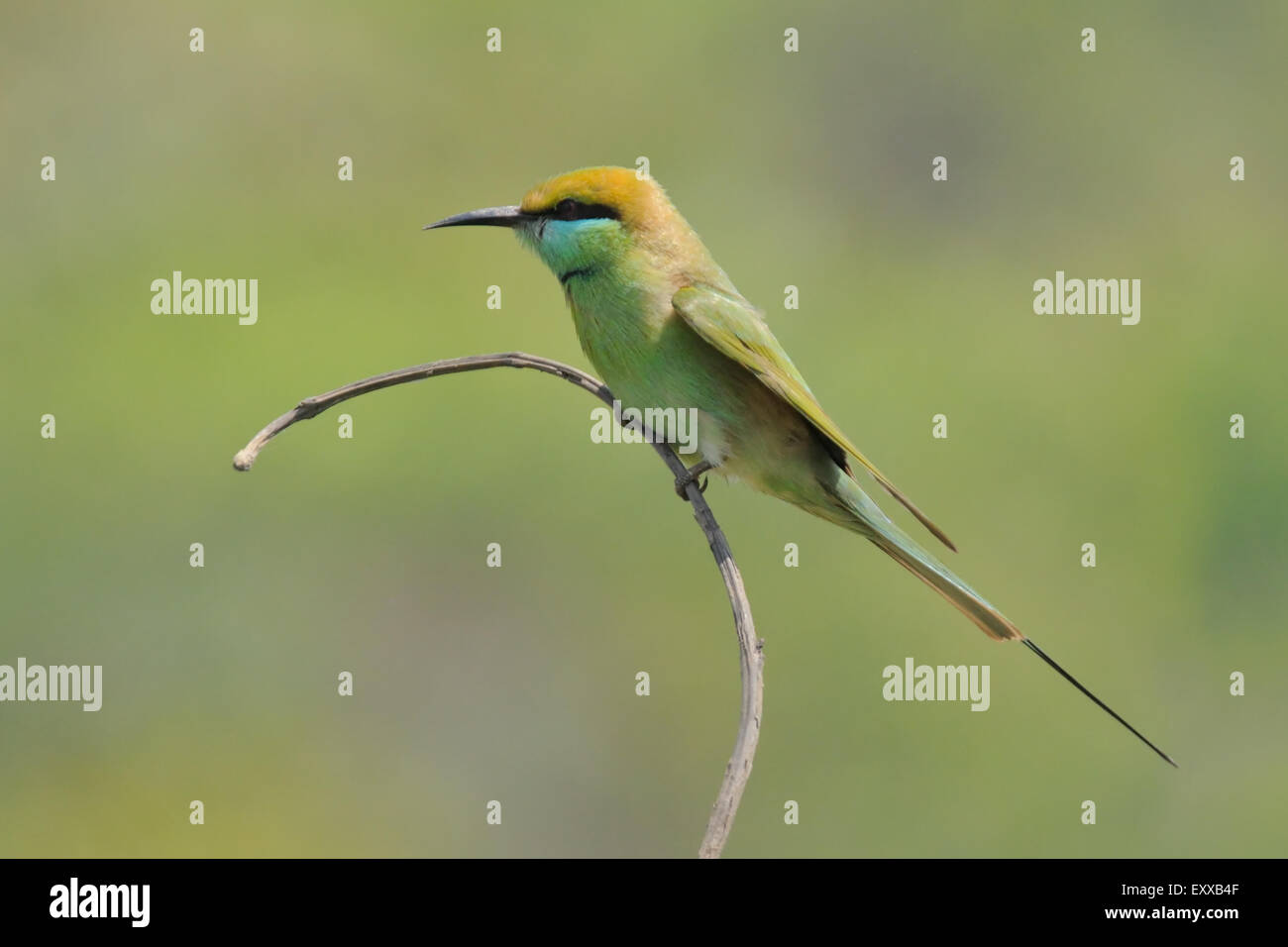 Kleine Grune Bienenfresser Merops Orientalis Hocken Im Garten Am Strand Von Goa Indien Stockfotografie Alamy