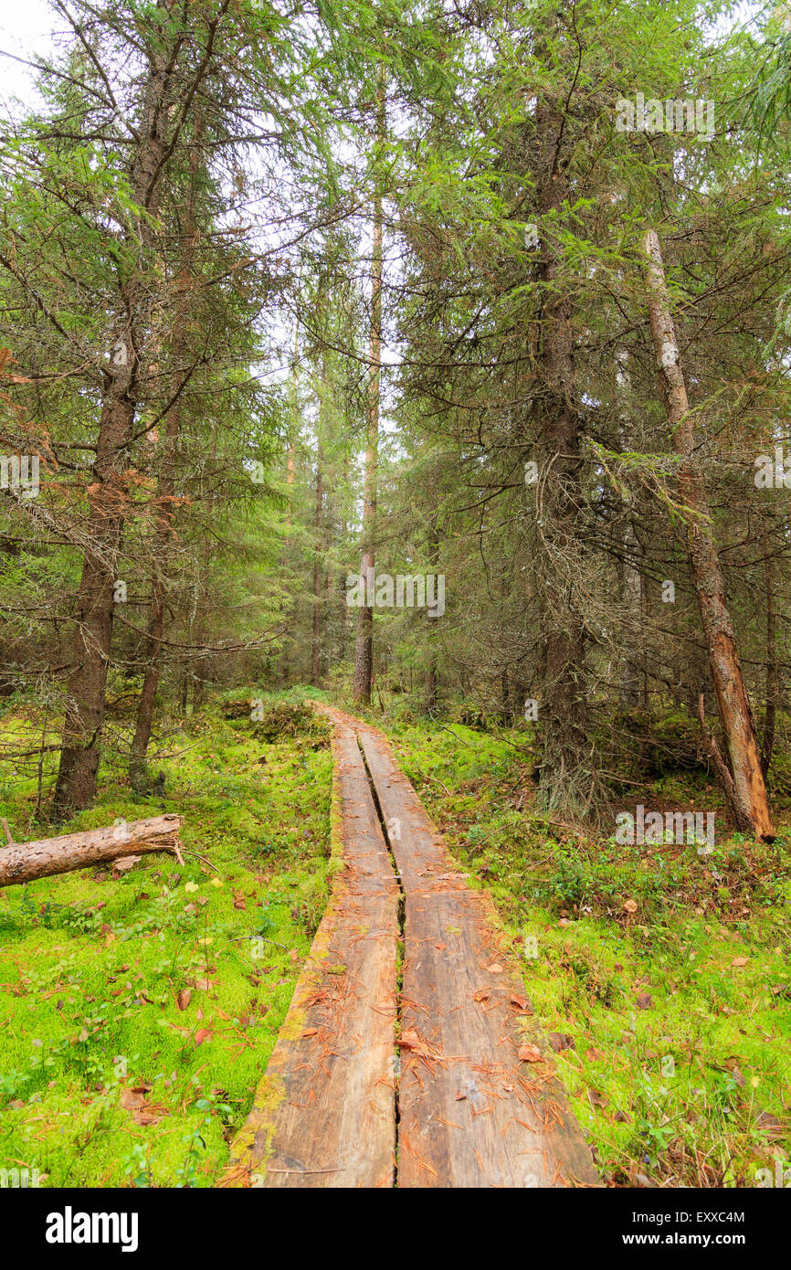 Holzsteg im Wald Stockfoto