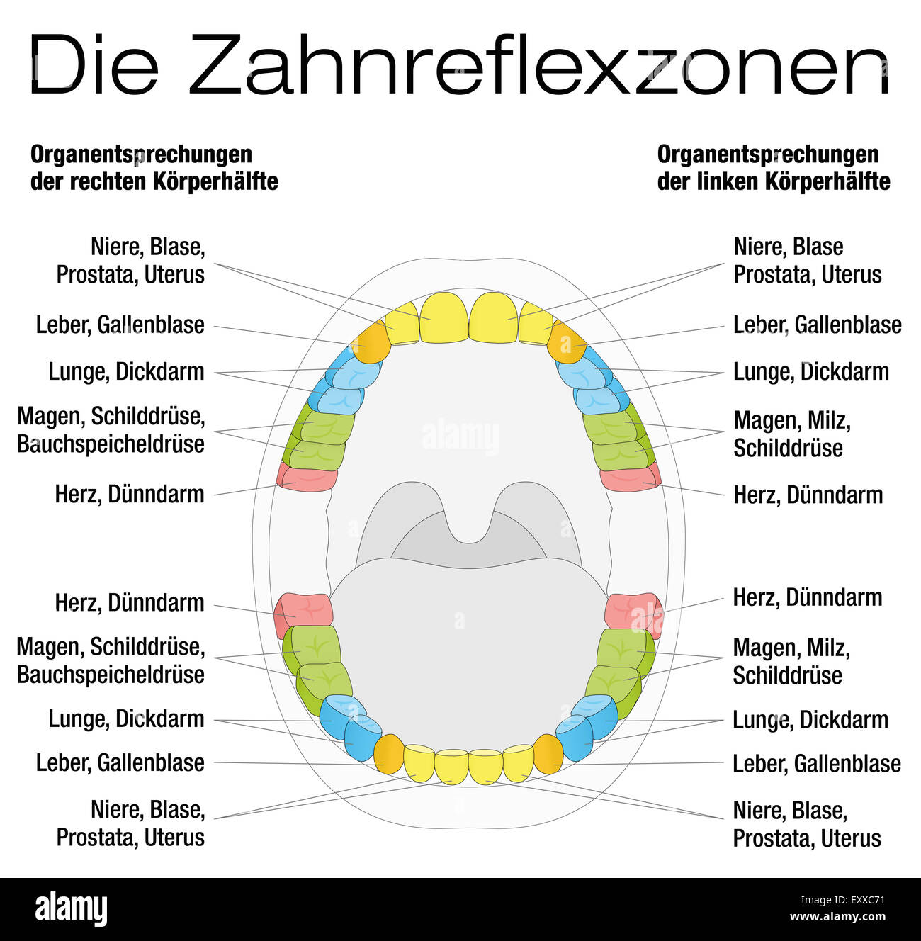 Zähne Reflexzonenmassage Chart - bleibende Zähne und ihre entsprechenden inneren Organe. DEUTSCHE BESCHRIFTUNG! Stockfoto