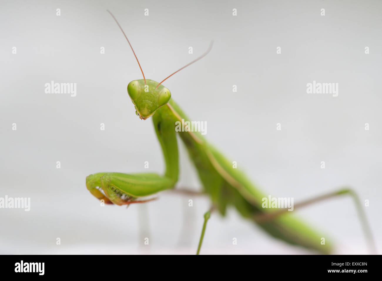 Gottesanbeterin, close-up Stockfoto