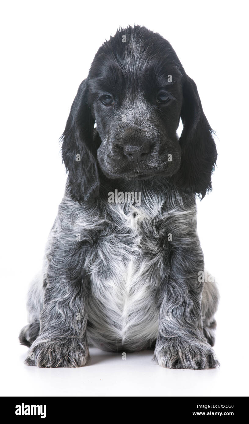 niedlichen Welpen - englischer Cocker Spaniel Welpe - 7 Woche alt weiblich Stockfoto