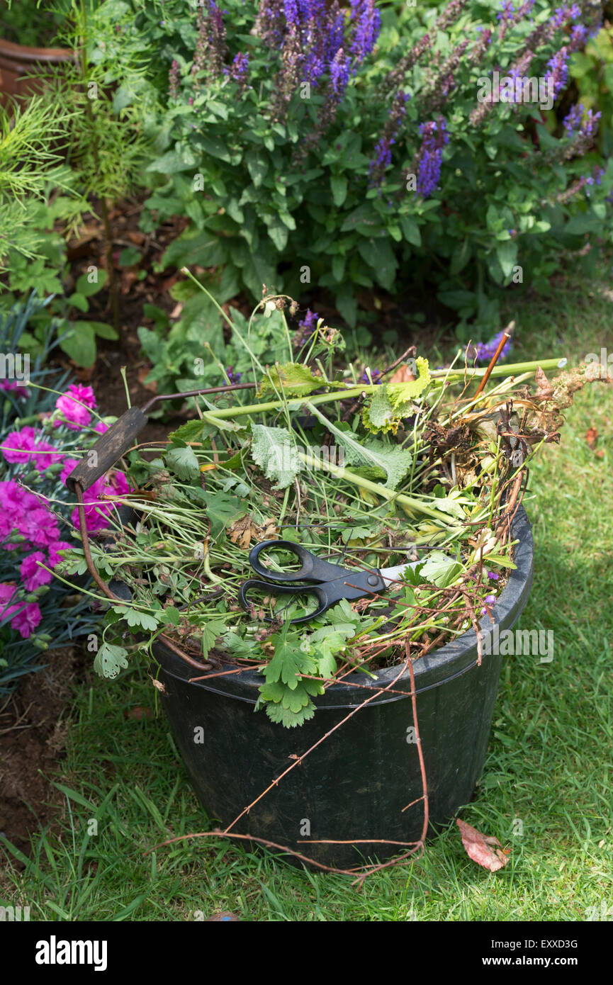 Clearing von abgestorbenen Pflanzen und Unkraut aus dem Garten in einem Eimer Stockfoto