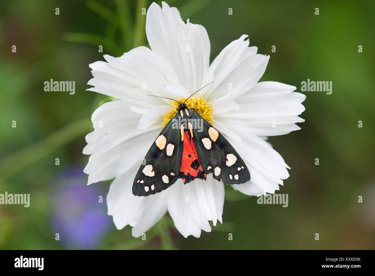 Art Dominula. Scharlachrote Tiger Moth auf einer Cosmos Blume Stockfoto